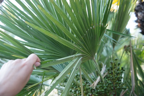Palmiers percés